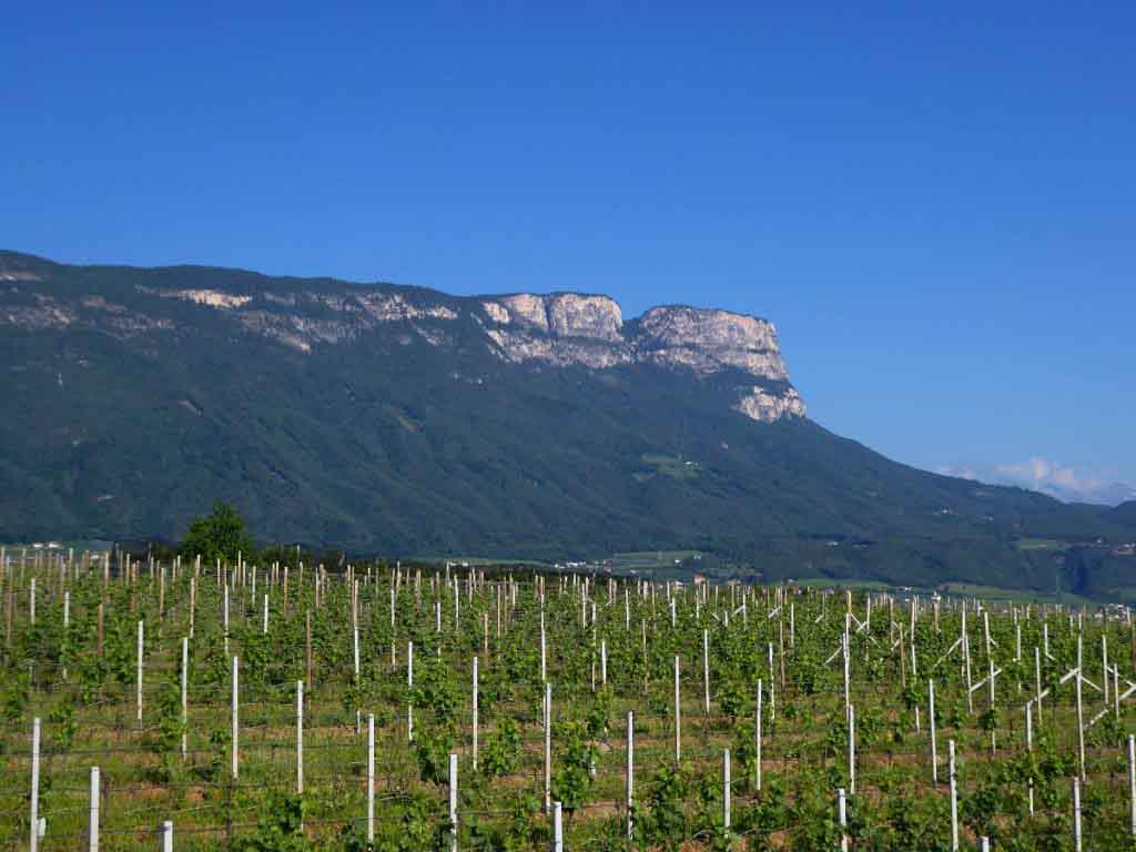 Vineyards of Eppan South Tyrol