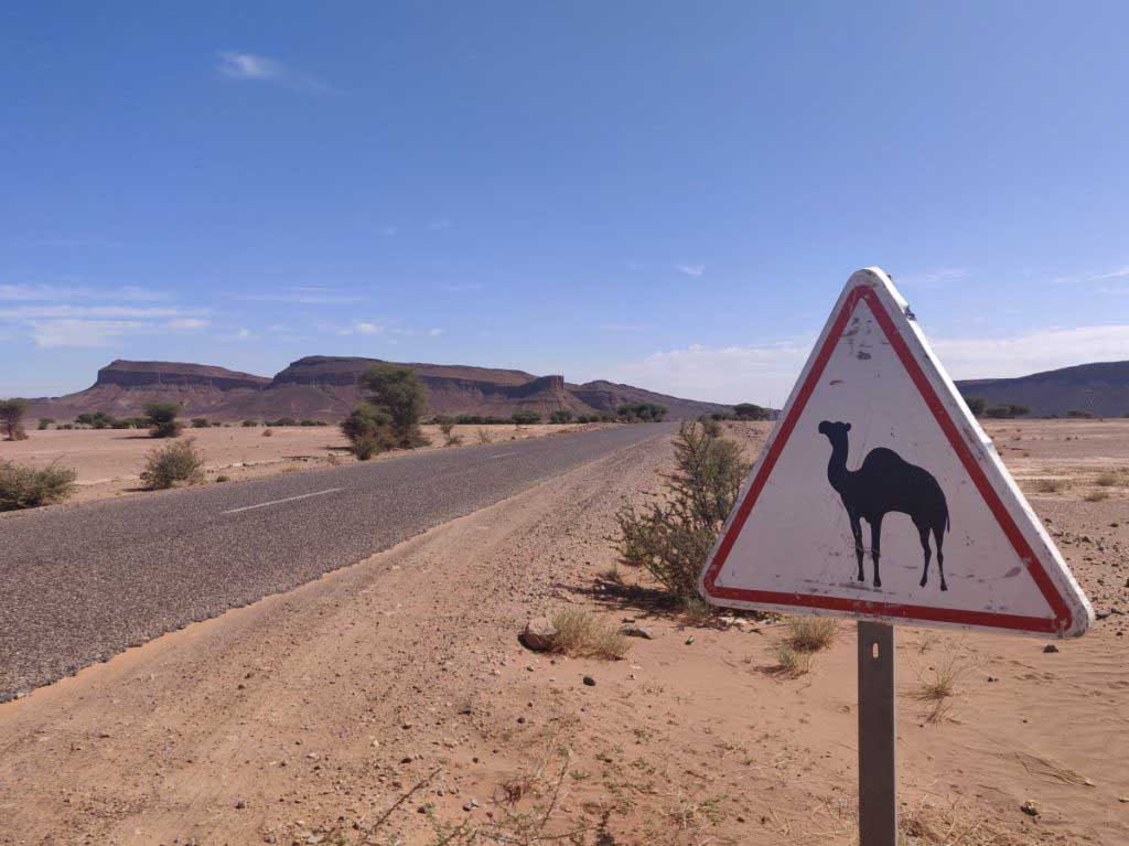 Road sign camel crossing next to the road in the desert