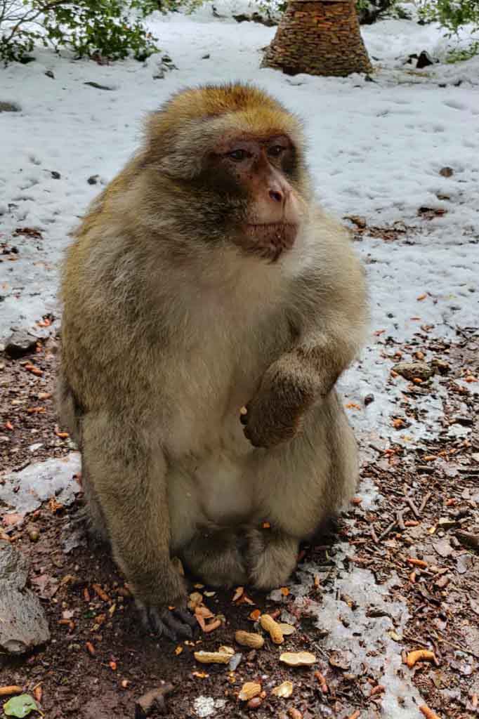 Affe im Zedernwald von Azrou im Schnee, Tagesausflug ab Fes