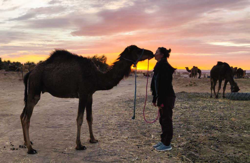 Women kissing camel baby in front of the sunset