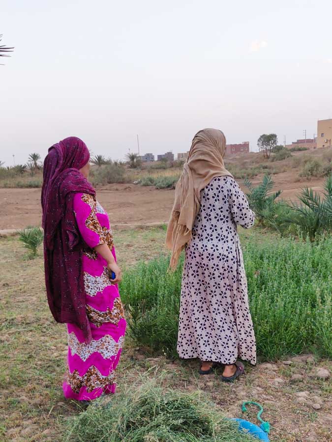 2 Women in traditional clothes of the desert in Morocco in a field cutting alfalfa