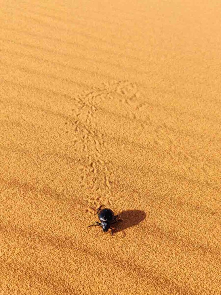 big black beetle leaving footprints in the sand