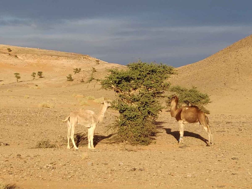 camels eating from acacia tree