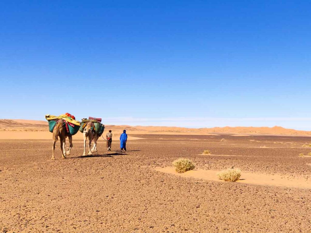 Small camel caravane in the sahara in morocco. two men guiding the camels. dunes on the horizon. gravel and small bushes on the flat ground. epic adventures in morocco, long distance desert hinking