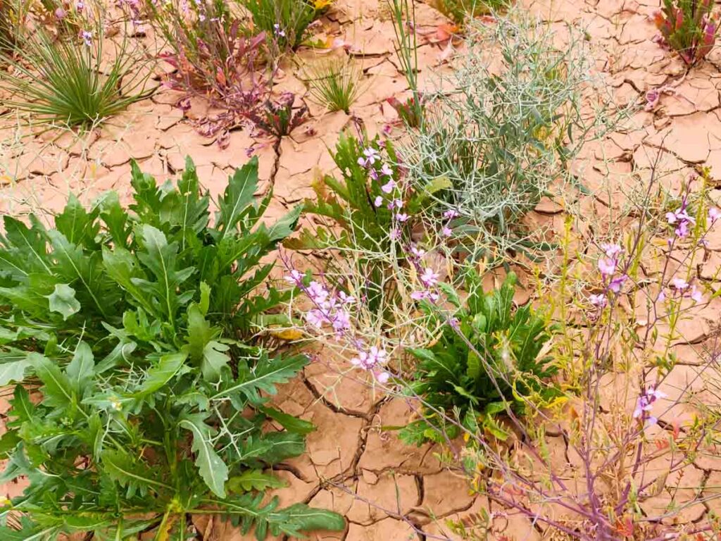 desert rucola with purple flowers, desert in Morocco