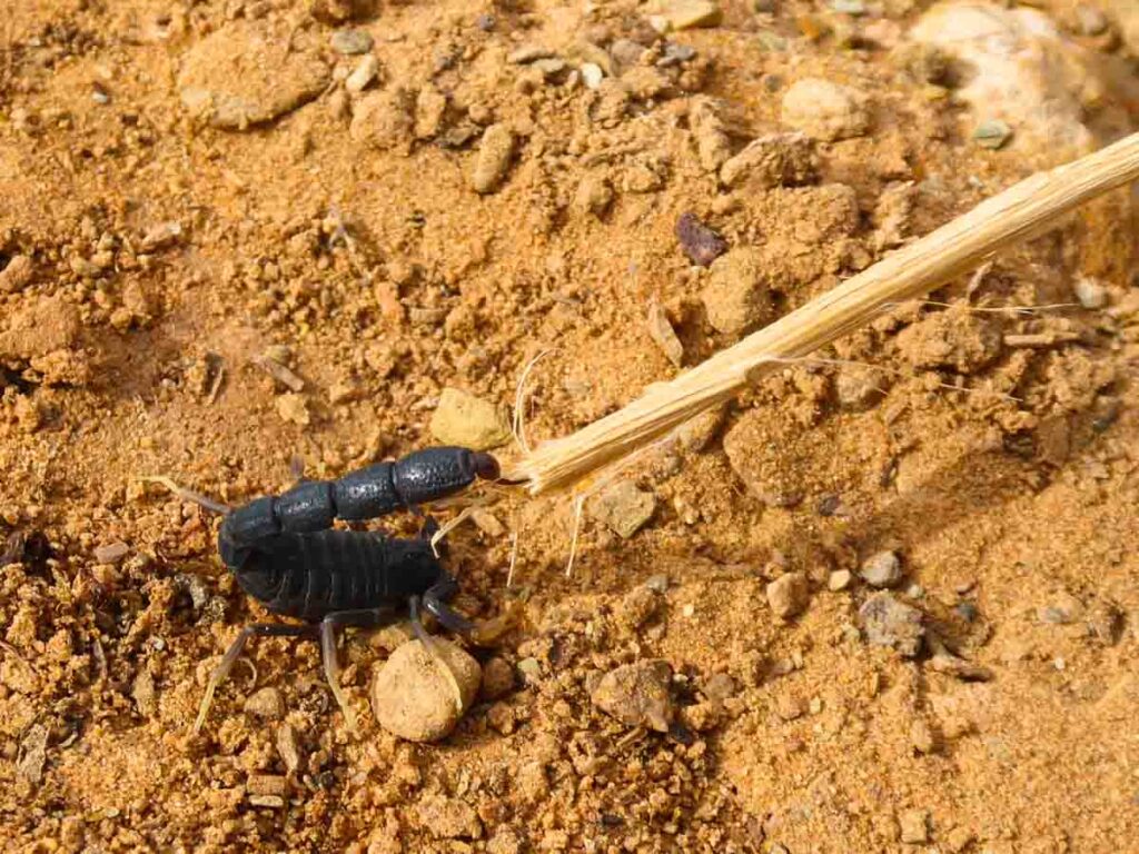 small black scorpion 