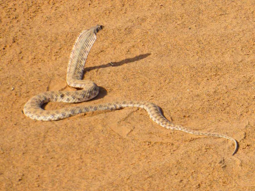 snake that looks like cobra in the sand