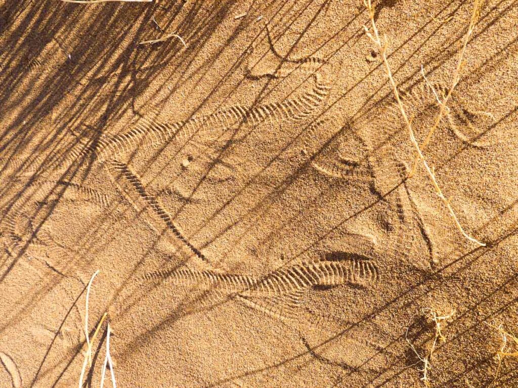 snake tracks in the sand next to dune grass